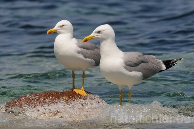 W10248 Mittelmeermöwe,Yellow-legged Gull - Peter Wächtershäuser