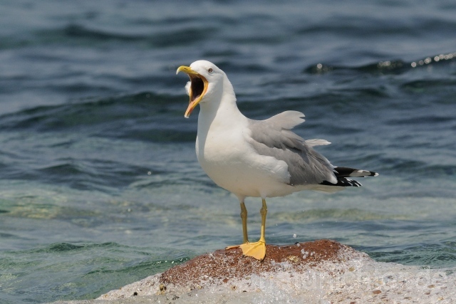 W10250 Mittelmeermöwe,Yellow-legged Gull - Peter Wächtershäuser