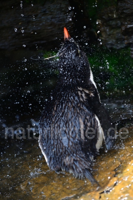 W11345 Felsenpinguin,Rockhopper Penguin - Peter Wächtershäuser
