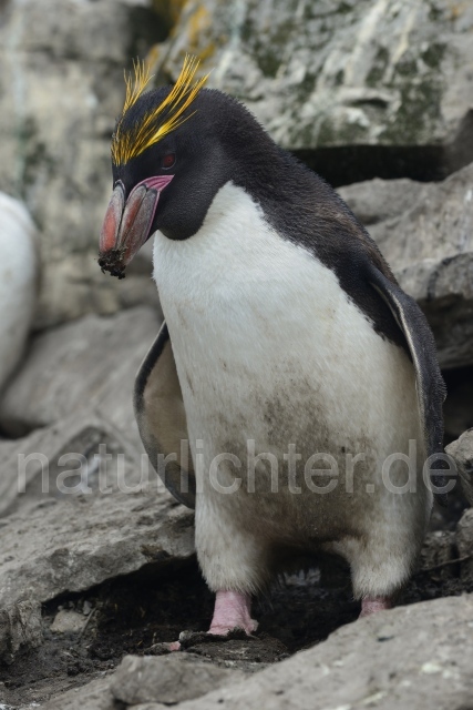 W11368 Goldschopfpinguin,Macaroni Penguin - Peter Wächtershäuser