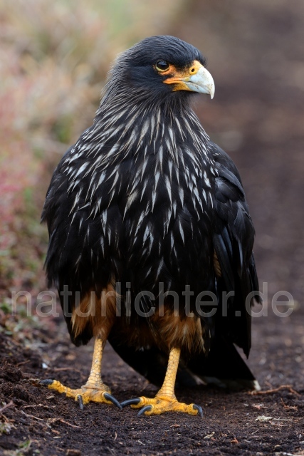 W11812 Falklandkarakara,Striated Caracara - Peter Wächtershäuser