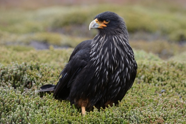 W11817 Falklandkarakara,Striated Caracara - Peter Wächtershäuser