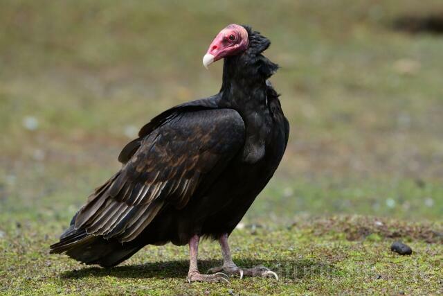 W11820 Truthahngeier,Turkey Vulture - Peter Wächtershäuser