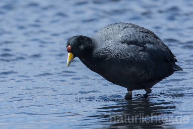 W12774 Andenblässhuhn, Andean coot - Peter Wächtershäuser