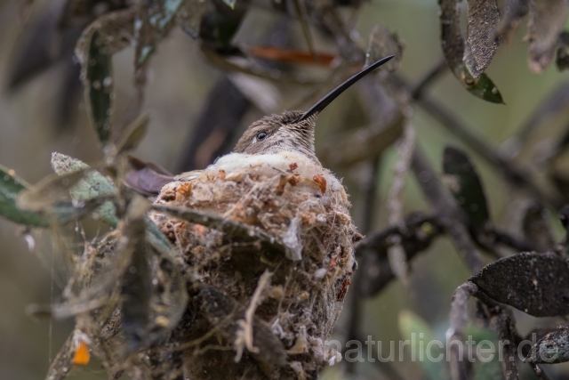 W12886 Atacamakolibri,Oasis Hummingbird - Peter Wächtershäuser