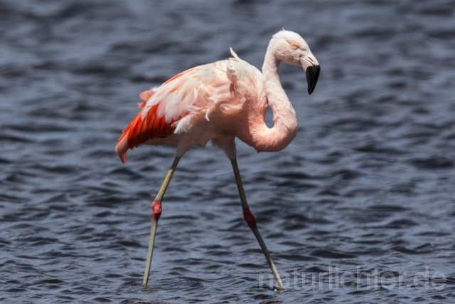 W13013 Chileflamingo,Chilean Flamingo - Peter Wächtershäuser