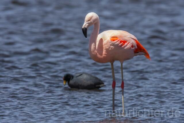 W13015 Chileflamingo,Chilean Flamingo - Peter Wächtershäuser
