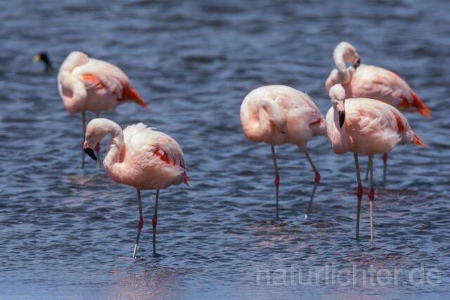 W13016 Chileflamingo,Chilean Flamingo - Peter Wächtershäuser