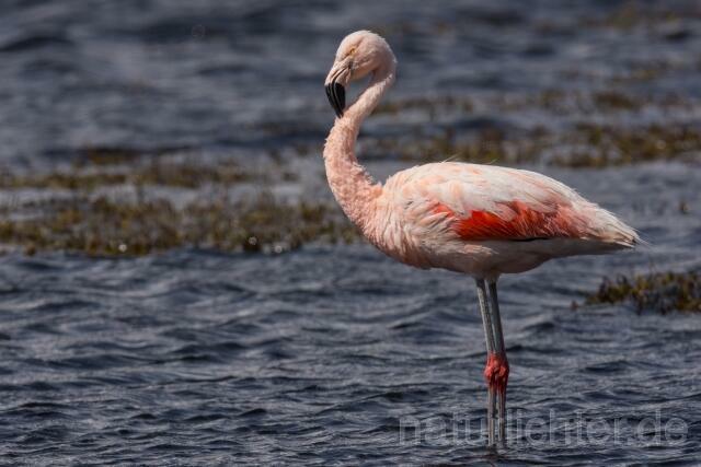 W13023 Chileflamingo,Chilean Flamingo - Peter Wächtershäuser