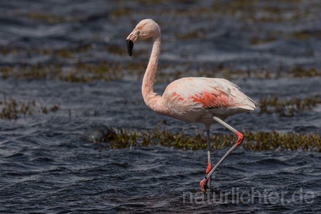 W13025 Chileflamingo,Chilean Flamingo - Peter Wächtershäuser