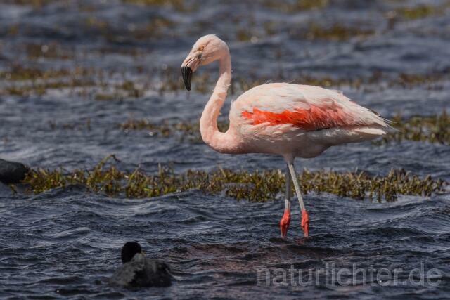 W13026 Chileflamingo,Chilean Flamingo - Peter Wächtershäuser