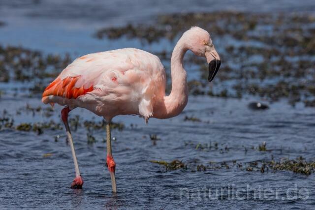W13028 Chileflamingo,Chilean Flamingo - Peter Wächtershäuser
