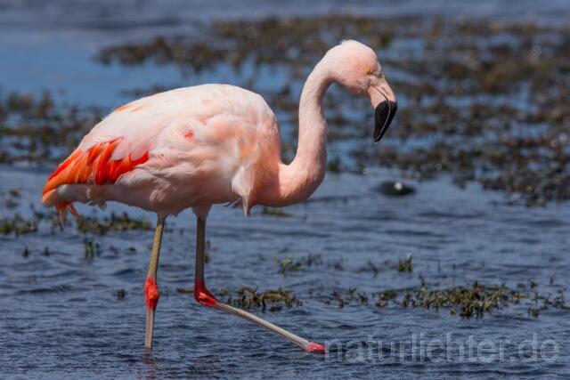 W13029 Chileflamingo,Chilean Flamingo - Peter Wächtershäuser