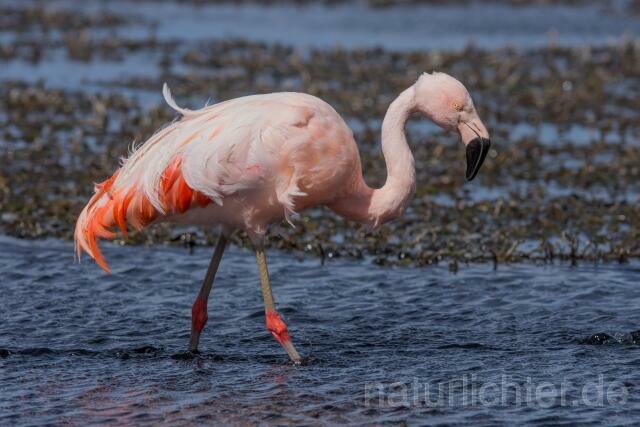W13031 Chileflamingo,Chilean Flamingo - Peter Wächtershäuser