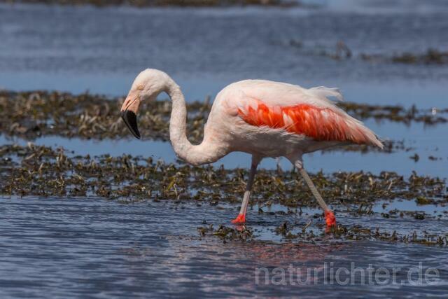 W13032 Chileflamingo,Chilean Flamingo - Peter Wächtershäuser