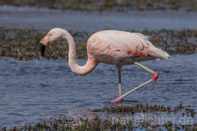 W13034 Chileflamingo,Chilean Flamingo - Peter Wächtershäuser