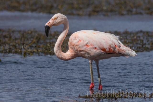 W13035 Chileflamingo,Chilean Flamingo - Peter Wächtershäuser