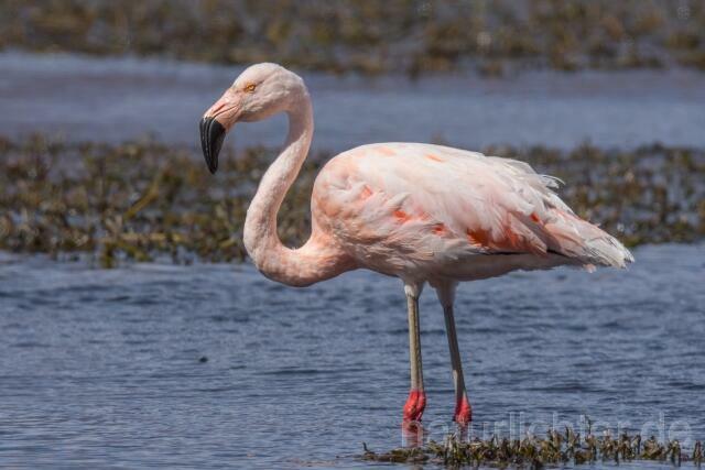 W13036 Chileflamingo,Chilean Flamingo - Peter Wächtershäuser