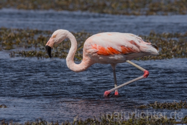 W13037 Chileflamingo,Chilean Flamingo - Peter Wächtershäuser