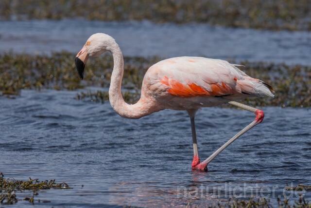 W13038 Chileflamingo,Chilean Flamingo - Peter Wächtershäuser