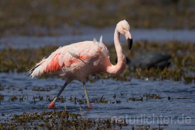 W13040 Chileflamingo,Chilean Flamingo - Peter Wächtershäuser