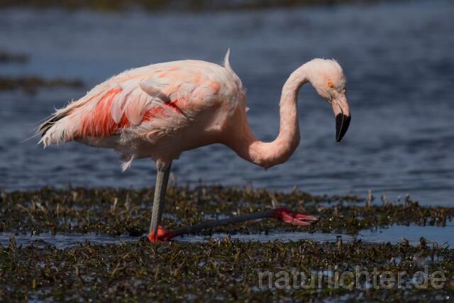 W13042 Chileflamingo,Chilean Flamingo - Peter Wächtershäuser