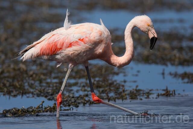 W13045 Chileflamingo,Chilean Flamingo - Peter Wächtershäuser
