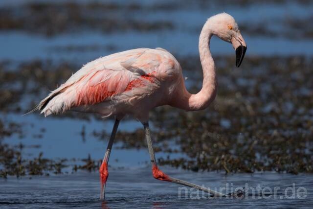 W13047 Chileflamingo,Chilean Flamingo - Peter Wächtershäuser