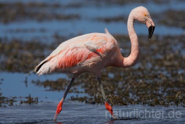 W13048 Chileflamingo,Chilean Flamingo - Peter Wächtershäuser