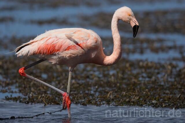 W13049 Chileflamingo,Chilean Flamingo - Peter Wächtershäuser