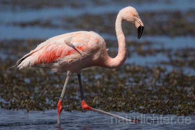W13050 Chileflamingo,Chilean Flamingo - Peter Wächtershäuser