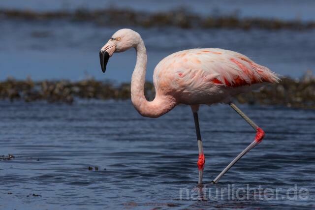 W13051 Chileflamingo,Chilean Flamingo - Peter Wächtershäuser