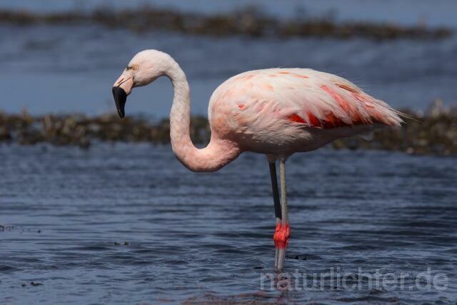W13052 Chileflamingo,Chilean Flamingo - Peter Wächtershäuser