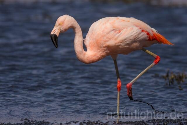 W13053 Chileflamingo,Chilean Flamingo - Peter Wächtershäuser