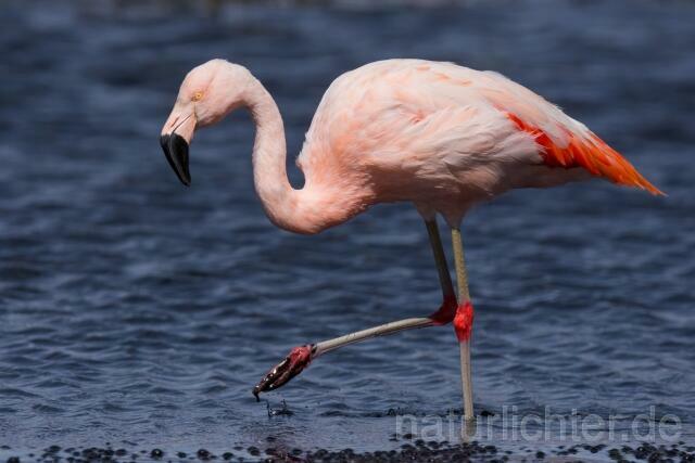 W13055 Chileflamingo,Chilean Flamingo - Peter Wächtershäuser
