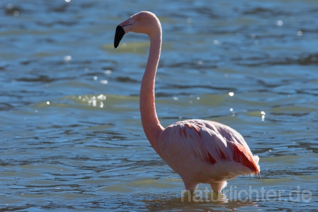 W13057 Chileflamingo,Chilean Flamingo - Peter Wächtershäuser