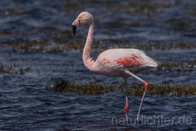 W13065 Chileflamingo,Chilean Flamingo - Peter Wächtershäuser