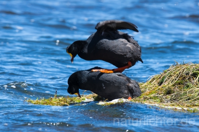 W13150 Riesenblässhuhn,Giant Coot - Peter Wächtershäuser