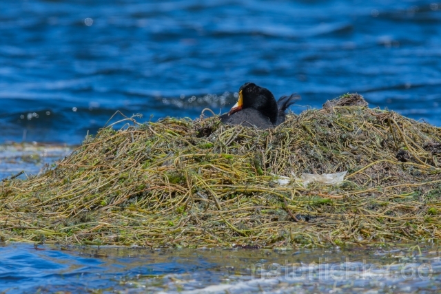 W13155 Riesenblässhuhn,Giant Coot - Peter Wächtershäuser