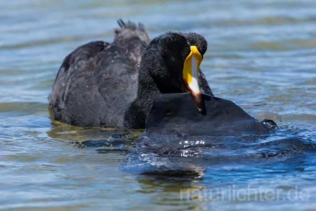 W13156 Riesenblässhuhn,Giant Coot - Peter Wächtershäuser