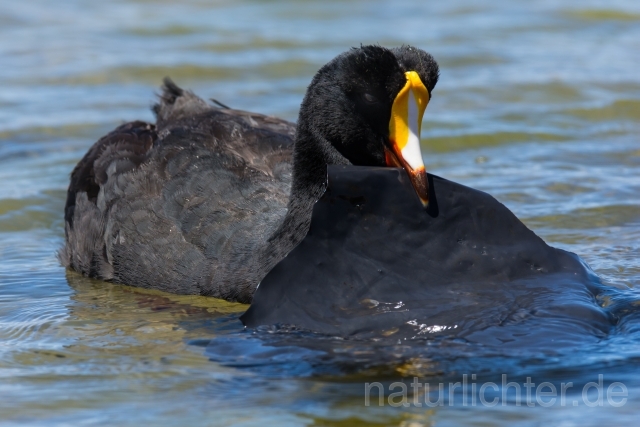 W13157 Riesenblässhuhn,Giant Coot - Peter Wächtershäuser