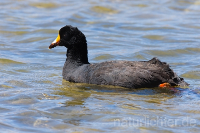 W13159 Riesenblässhuhn,Giant Coot - Peter Wächtershäuser