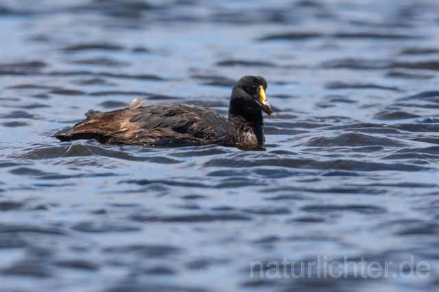 W13160 Riesenblässhuhn,Giant Coot - Peter Wächtershäuser