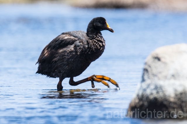 W13161 Riesenblässhuhn,Giant Coot - Peter Wächtershäuser