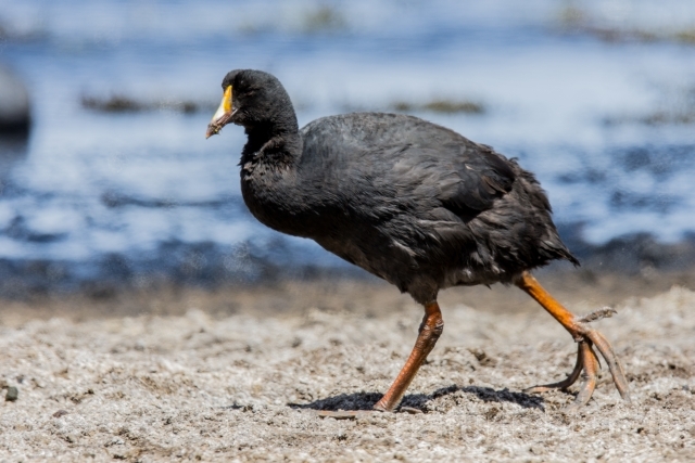 W13163 Riesenblässhuhn,Giant Coot - Peter Wächtershäuser