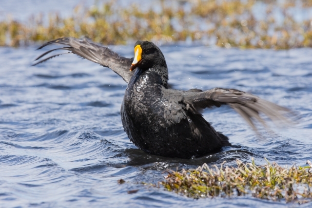 W13165 Riesenblässhuhn,Giant Coot - Peter Wächtershäuser