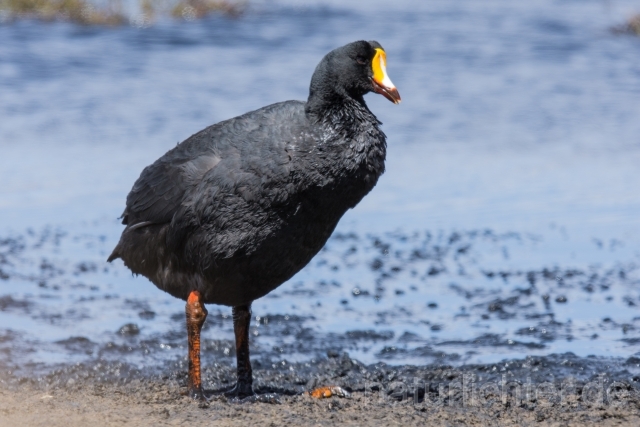 W13166 Riesenblässhuhn,Giant Coot - Peter Wächtershäuser