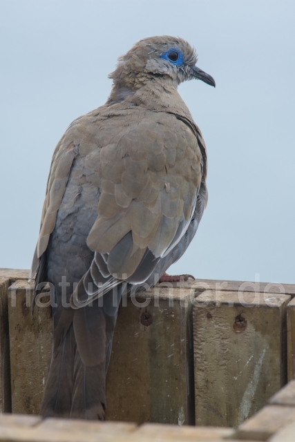 W13393 Perutaube,Pacific Dove - Peter Wächtershäuser