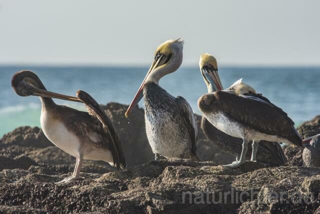 W13399 Chilepelikan,Peruvian pelican - Peter Wächtershäuser