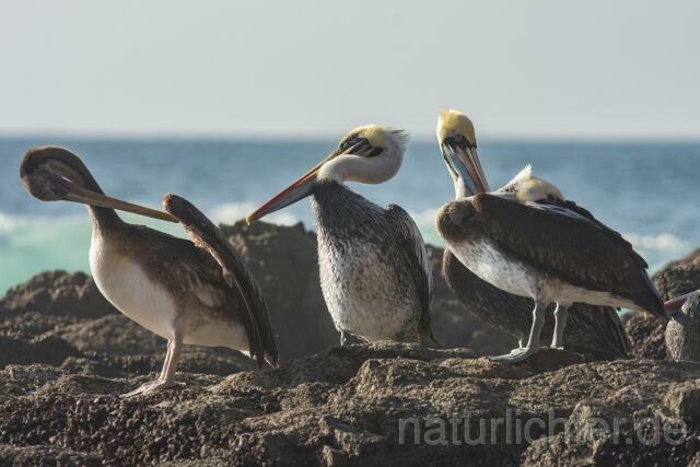 W13400 Chilepelikan,Peruvian pelican - Peter Wächtershäuser